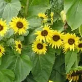 Applewald Farm photo