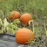 Applewald Farm photo