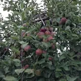 Applewald Farm photo