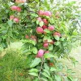 Applewald Farm photo