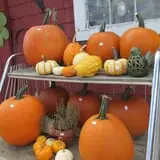 Applewald Farm photo