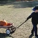 Black Creek Farms Pumpkin Patch photo