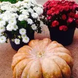 Centennial Farms Pumpkin Fantasyland photo