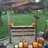 Welch's Pumpkin Patch photo