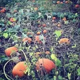 Welch's Pumpkin Patch photo