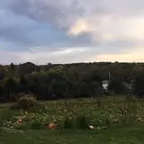 Welch's Pumpkin Patch photo