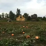 Welch's Pumpkin Patch photo
