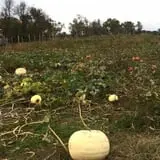 Welch's Pumpkin Patch photo