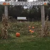 Welch's Pumpkin Patch photo