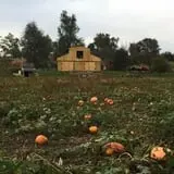 Welch's Pumpkin Patch photo