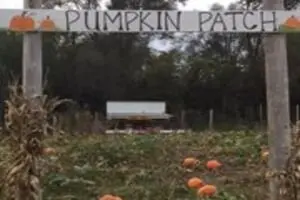 Welch's Pumpkin Patch