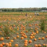 Fulton Farms photo
