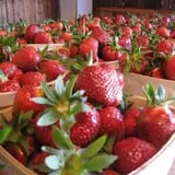 Fulton Farms photo