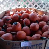 Fulton Farms photo