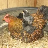 Fulton Farms photo