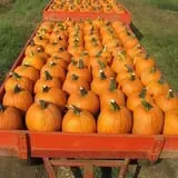 Fulton Farms photo