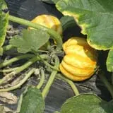 Fulton Farms photo