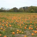 Fulton Farms photo