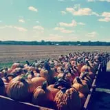 Fulton Farms photo