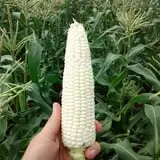 Fulton Farms photo