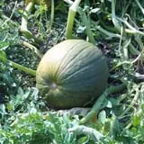 Fulton Farms photo