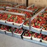 Fulton Farms photo