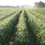 Fulton Farms photo