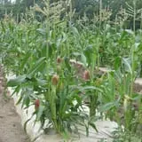Fulton Farms photo