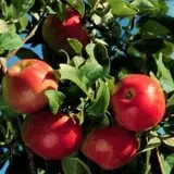 Helene's Hilltop Orchard photo