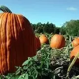 Helene's Hilltop Orchard photo