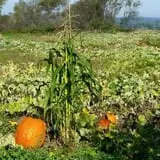 Helene's Hilltop Orchard photo