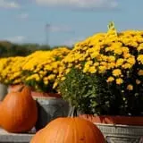Zywiec's Landscape & Garden Center photo