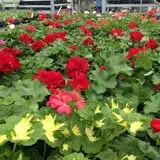 Zywiec's Landscape & Garden Center photo