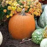 Zywiec's Landscape & Garden Center photo