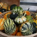 Zywiec's Landscape & Garden Center photo