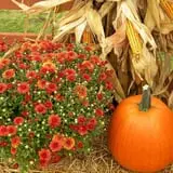 Zywiec's Landscape & Garden Center photo