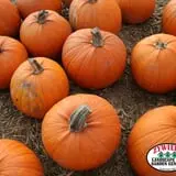 Zywiec's Landscape & Garden Center photo