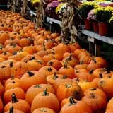 Zywiec's Landscape & Garden Center photo