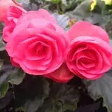 Zywiec's Landscape & Garden Center photo