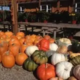 Zywiec's Landscape & Garden Center photo