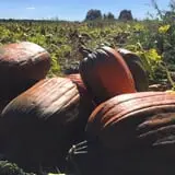 Grisamore Farms photo