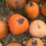 Grisamore Farms photo