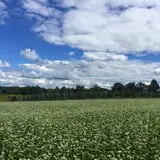 Grisamore Farms photo