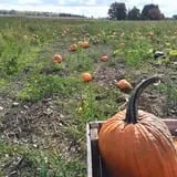Grisamore Farms photo
