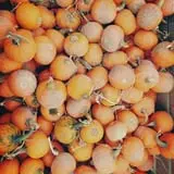 Grisamore Farms photo