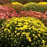 Grisamore Farms photo