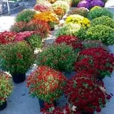 Faircrest Farm Produce photo