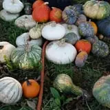 Faircrest Farm Produce photo