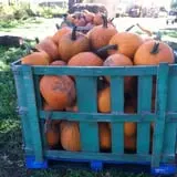 Faircrest Farm Produce photo
