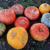 Faircrest Farm Produce photo
